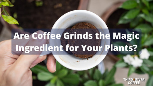 Unlock the Secret: Are Coffee Grinds Good for Your Plants? - Third River Coffee